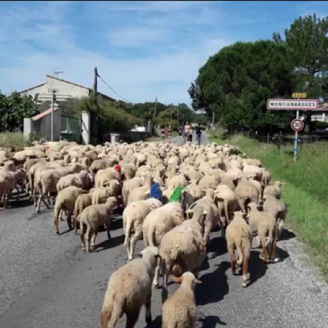 moutons-louis2